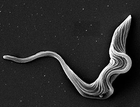 Trypanosome parasite